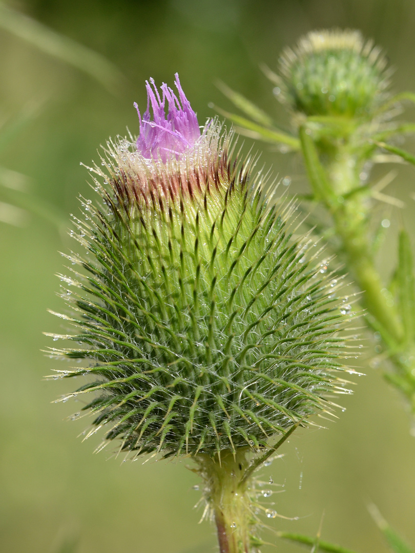 Blühende Distel (Carduus crispus)