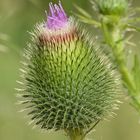 Blühende Distel (Carduus crispus)