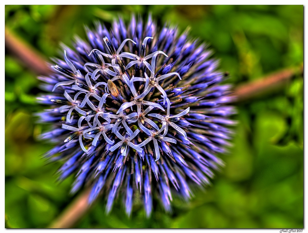 Blühende Distel