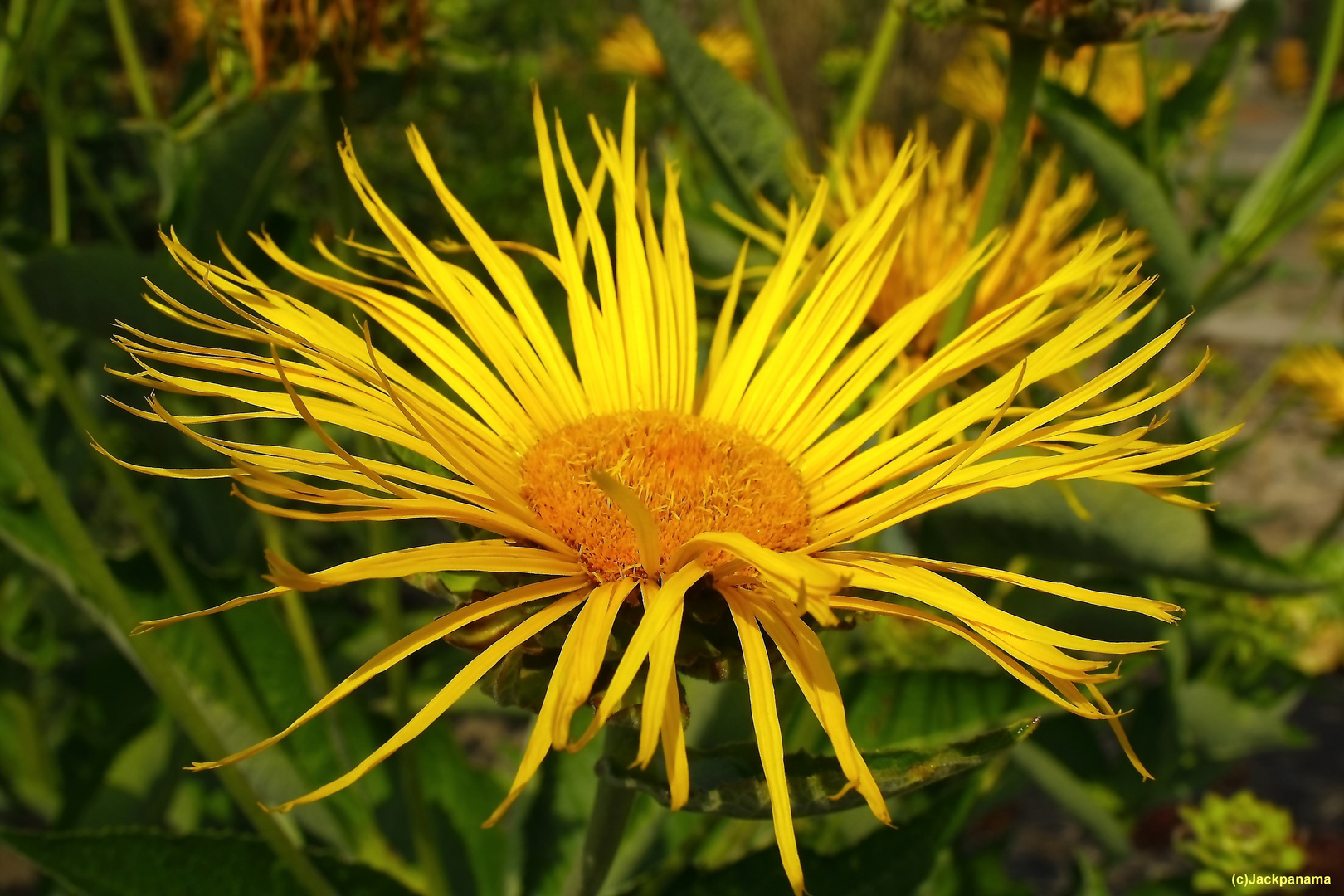 Blühende Distel