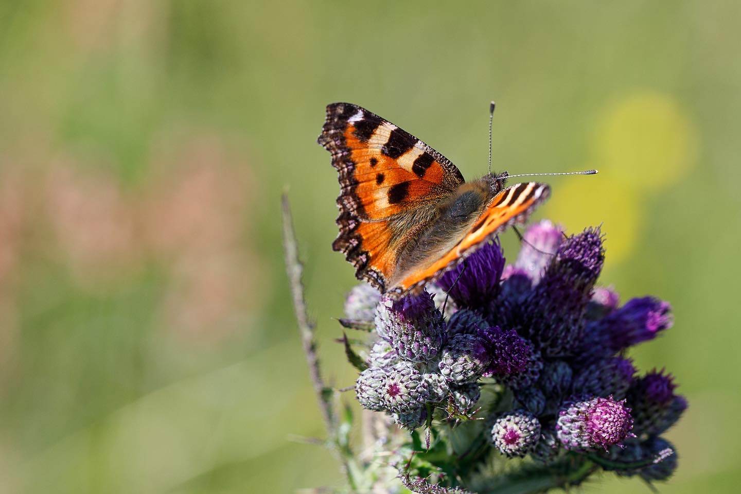 Blühende Distel mit Falter