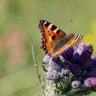 Blühende Distel mit Falter