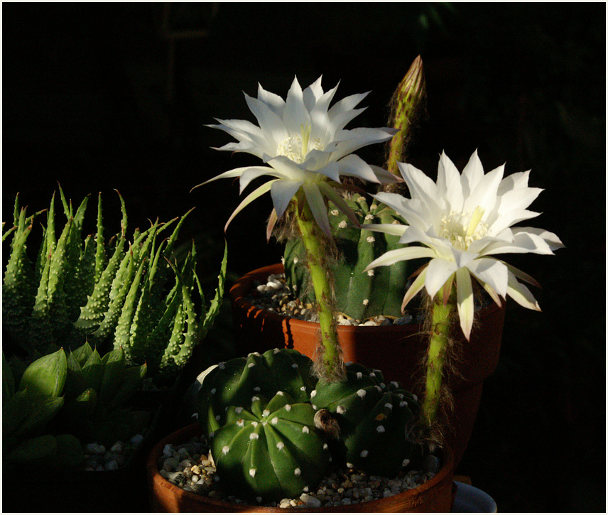 Blühende Echinopsis bei aufgehender Morgensonne