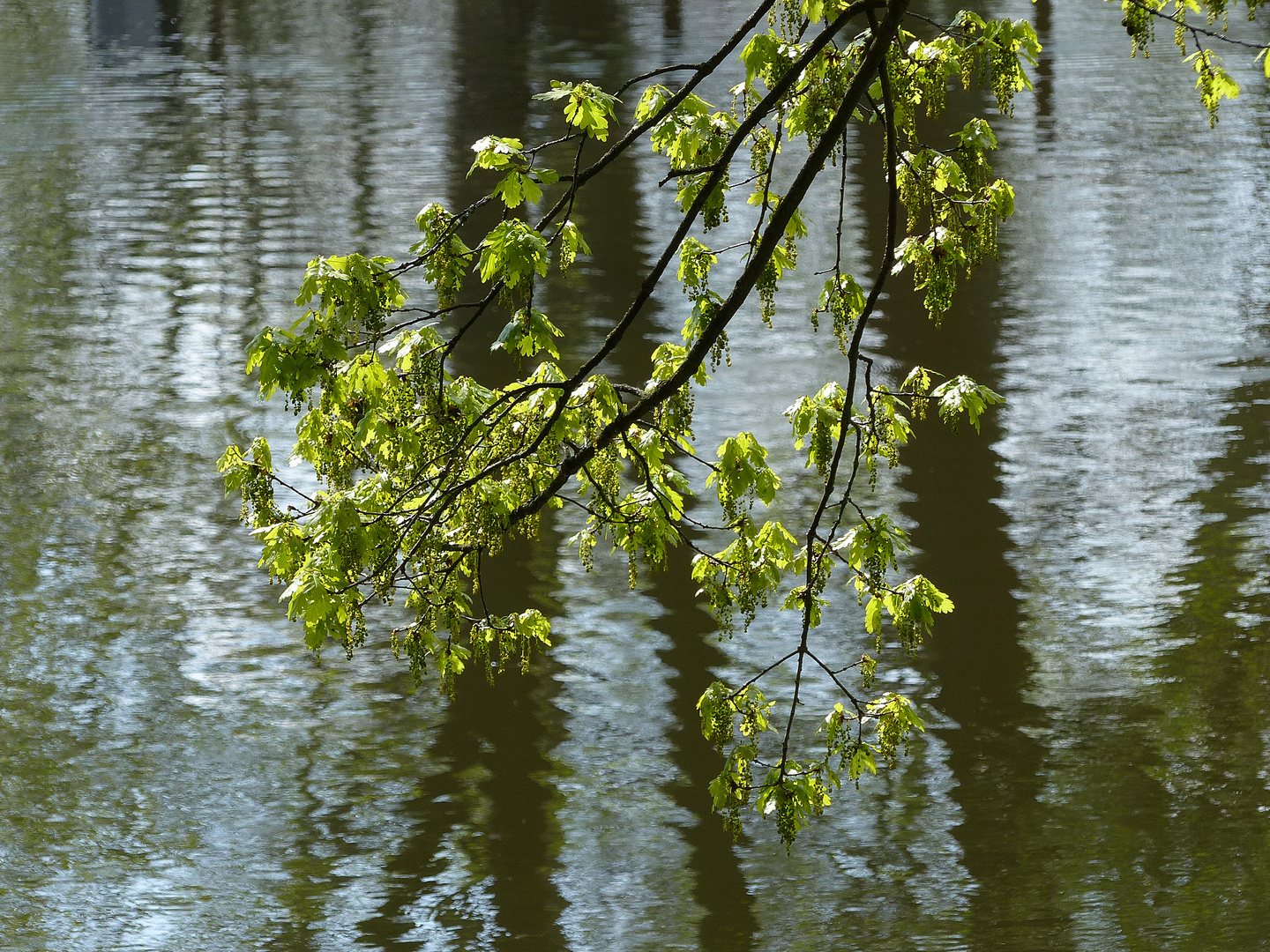 Blühende Eichenzweige am Pfefferteich in Salzwedel