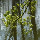 Blühende Eichenzweige am Pfefferteich in Salzwedel