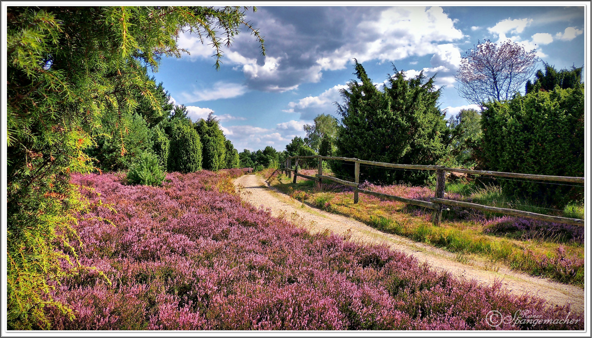 Blühende Erika am Wanderweg Foto & Bild deutschland, europe