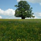 Blühende Erzgebirgslandschaft