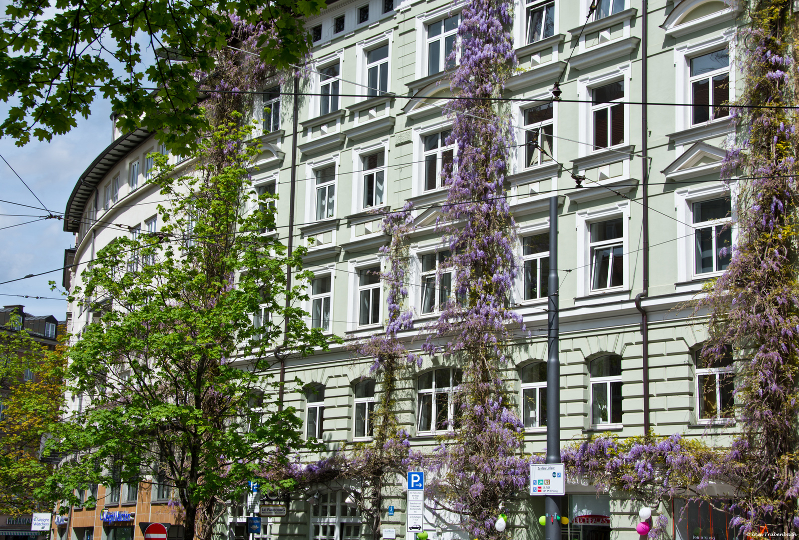 Blühende Fassade in Haidhausen