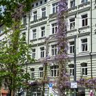 Blühende Fassade in Haidhausen