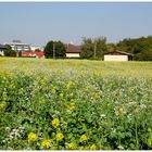 Blühende Felder im Herbst