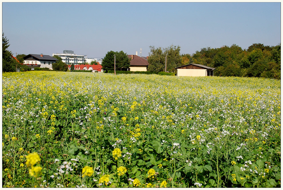 Blühende Felder im Herbst