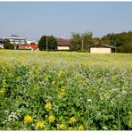 Blühende Felder im Herbst