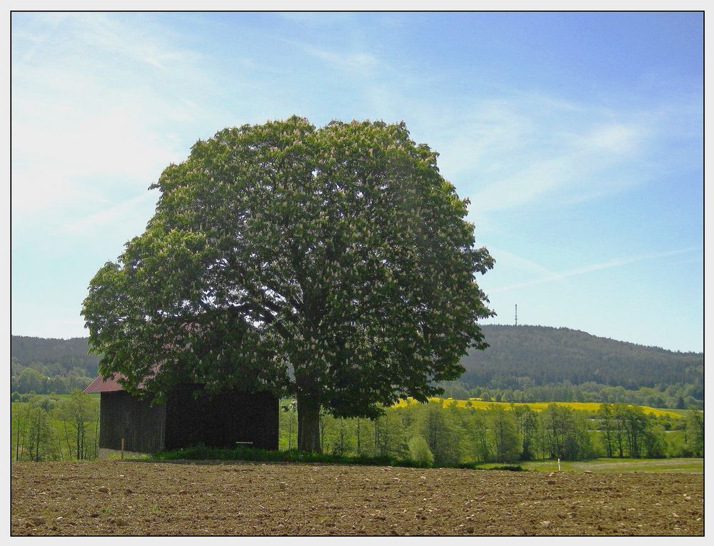 Blühende Feldkastanie