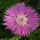 Blühende Flockenblume (Centaurea dealbata)