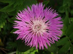 Blühende Flockenblume (Centaurea dealbata)