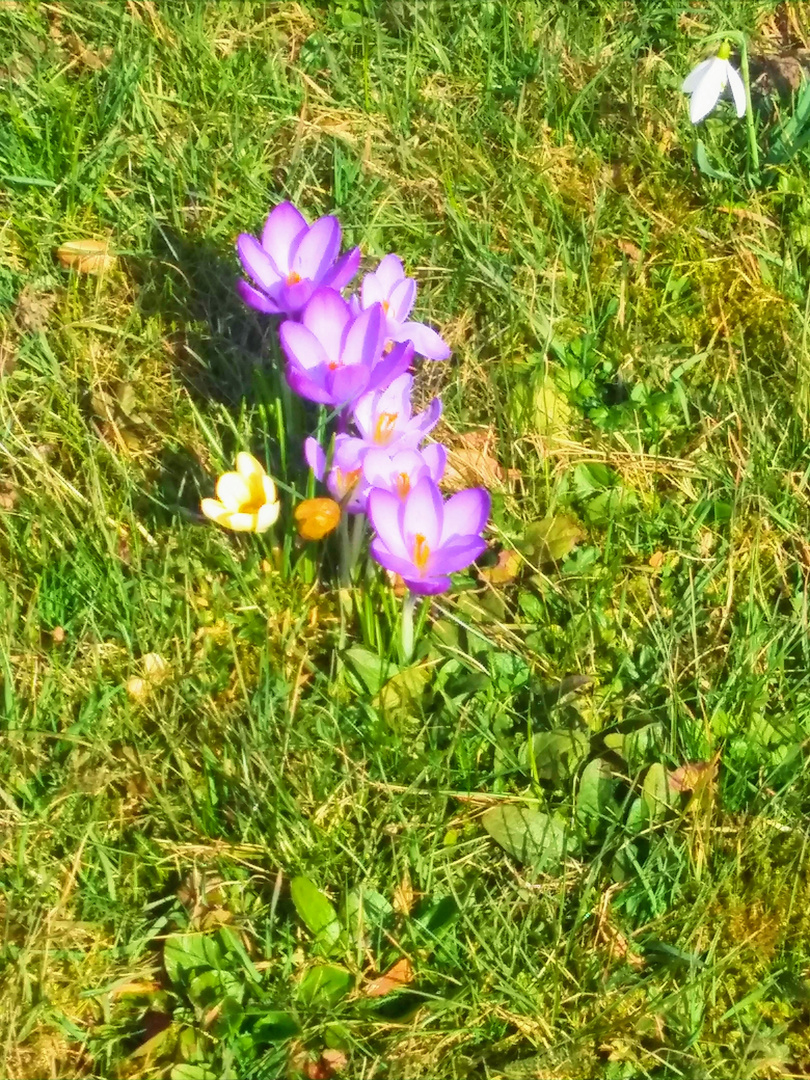 Blühende Frühlingsblumen