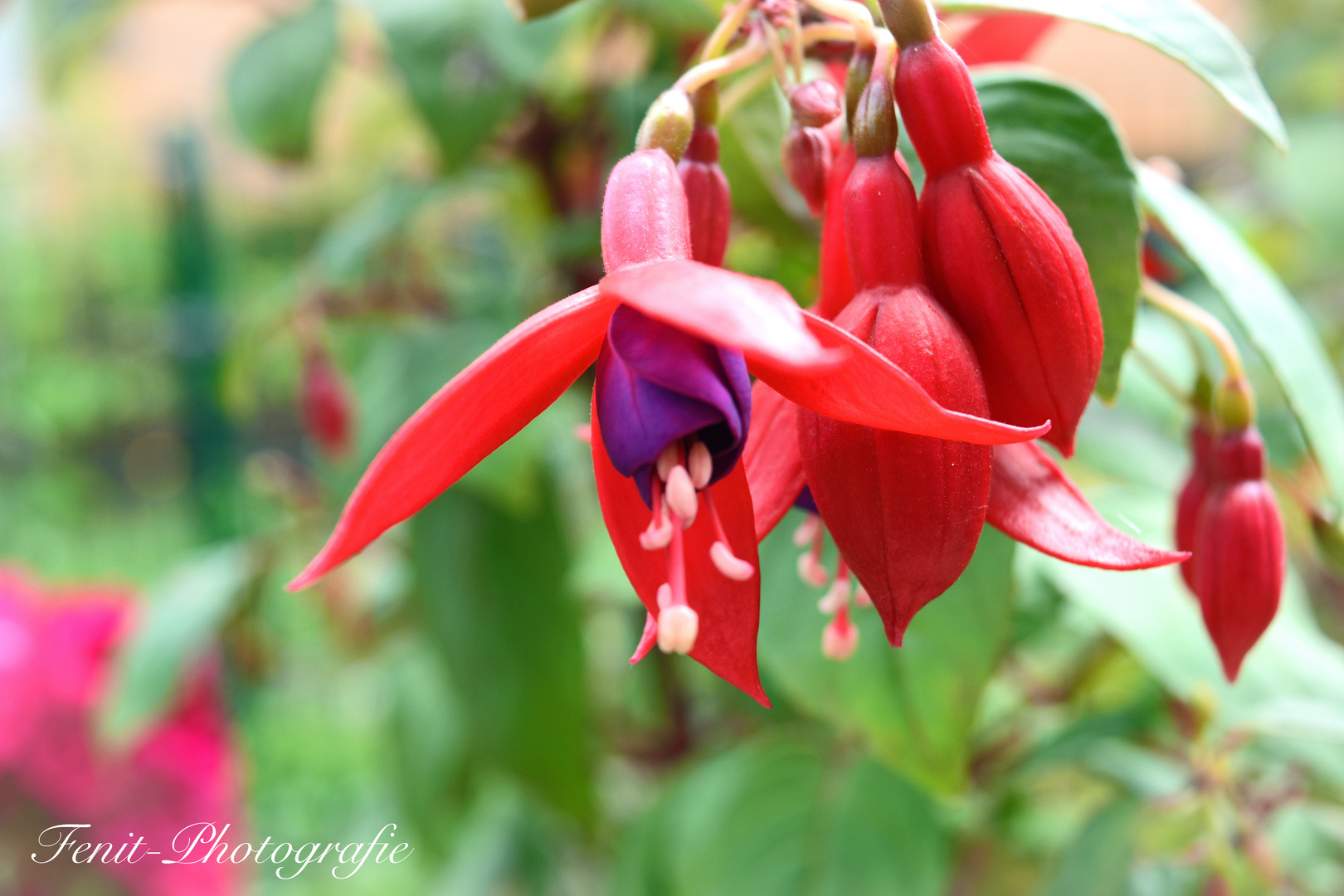 Blühende Fuchsie