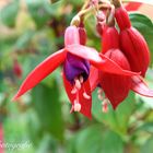 Blühende Fuchsie