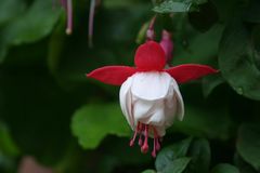 Blühende Fuchsien