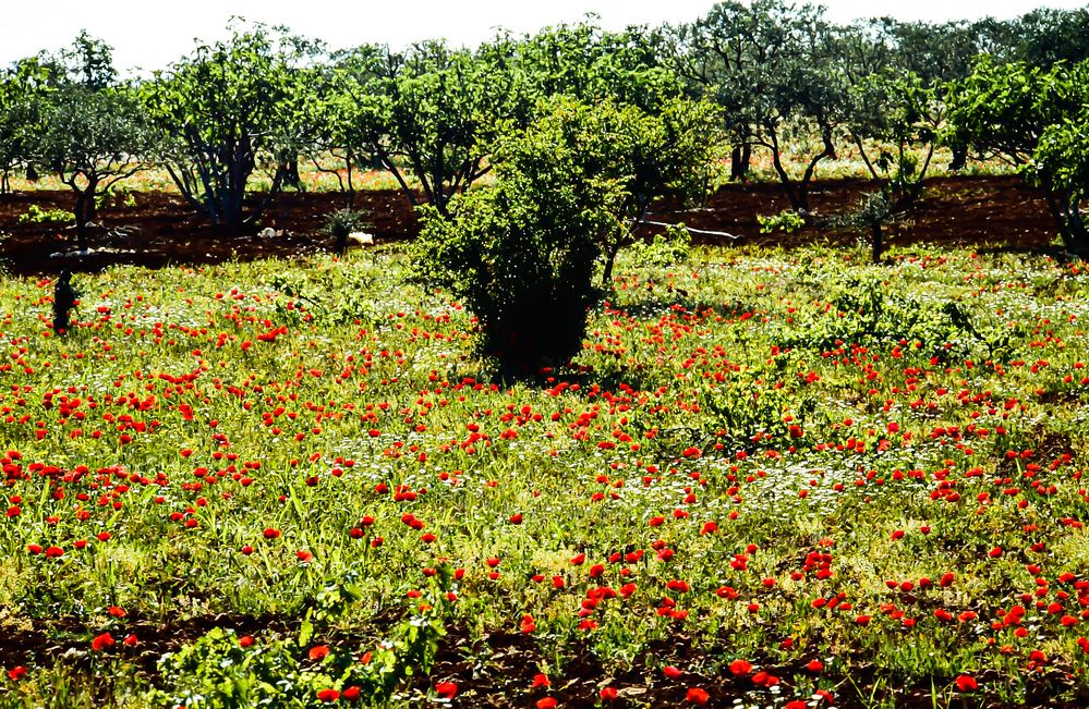 Blühende Gärten. .120_3775 Foto &amp; Bild landschaft