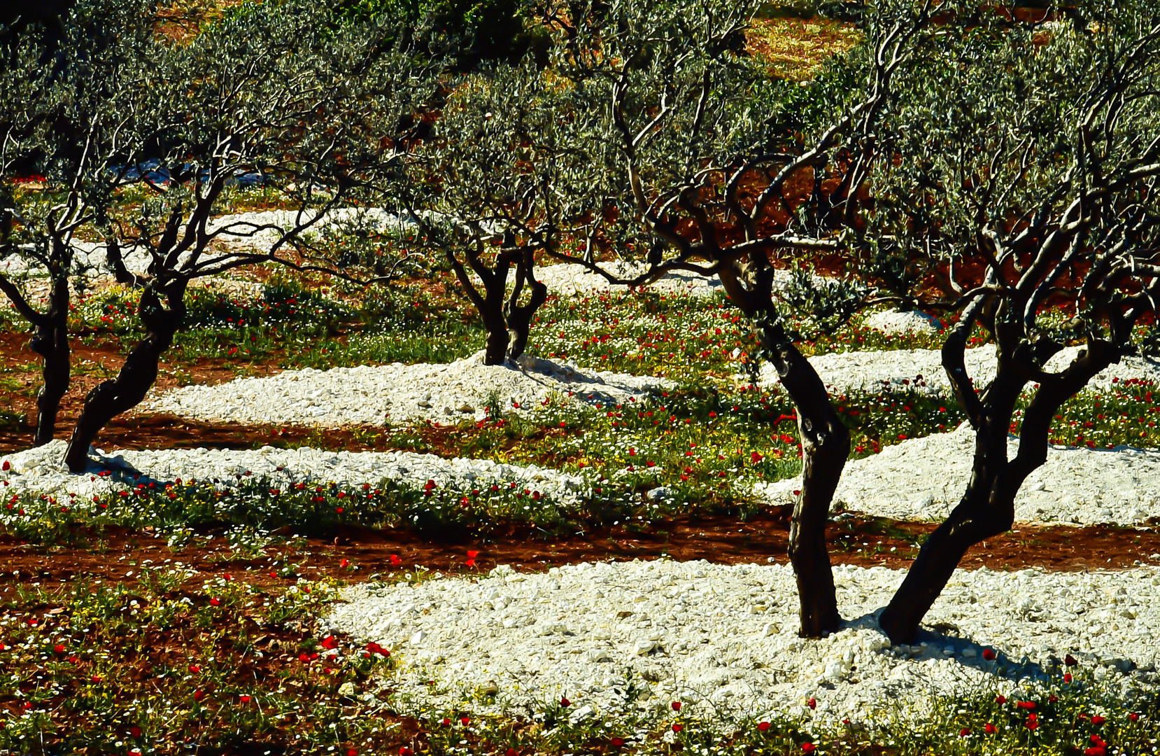 Blühende Gärten. .120_3784 Foto &amp; Bild asia, middle east