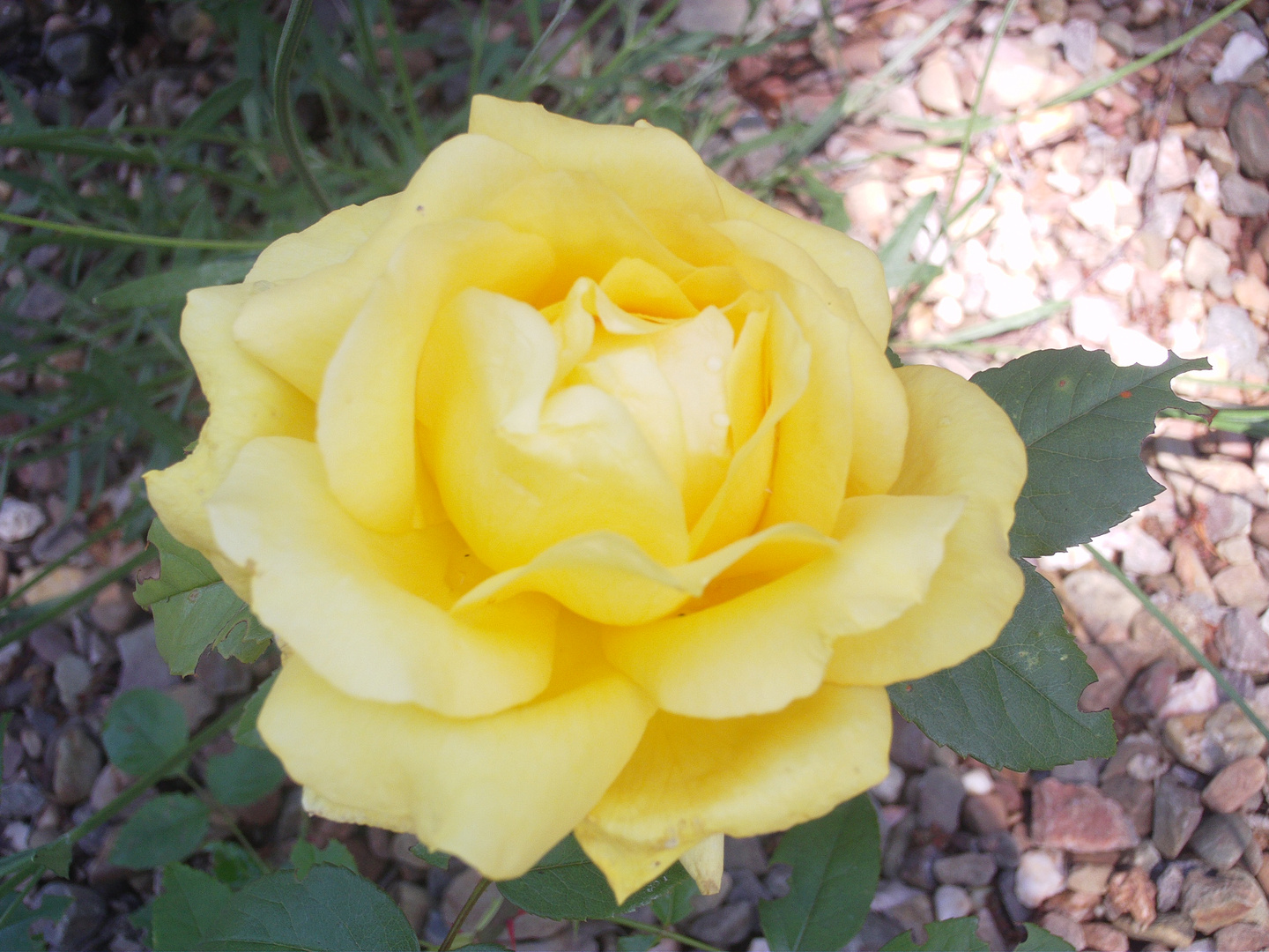 blühende gelbe rose