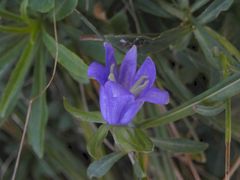 Blühende Glockenblume am 30. Dezember 2015