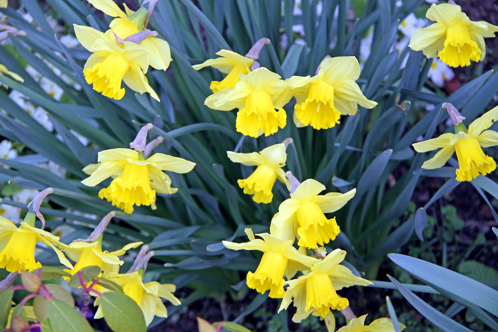 Blühende Glockenblumen im Sonnenlicht in meinem Garten Foto & Bild