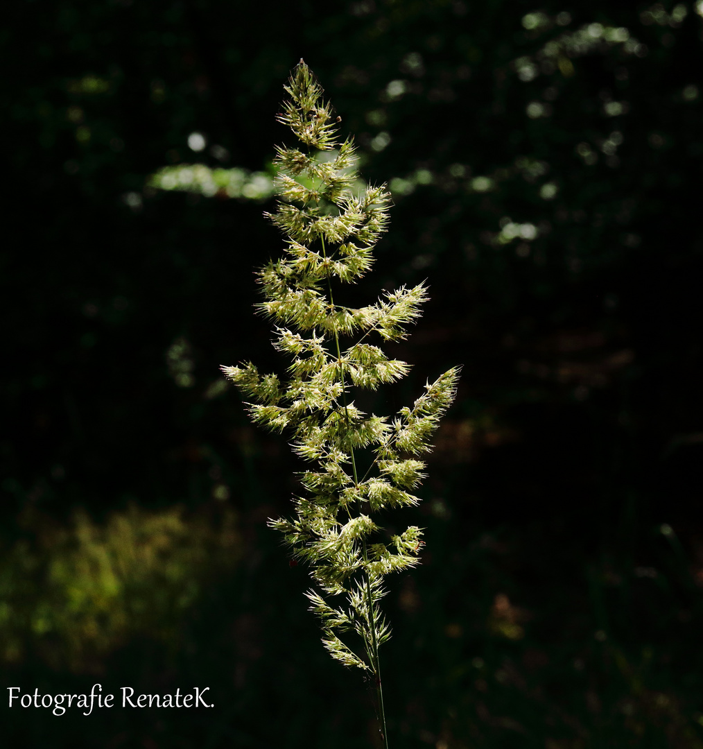 Blühende Gräser im Darßwald