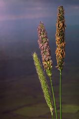 blühende Gräser vor irischer Landschaft