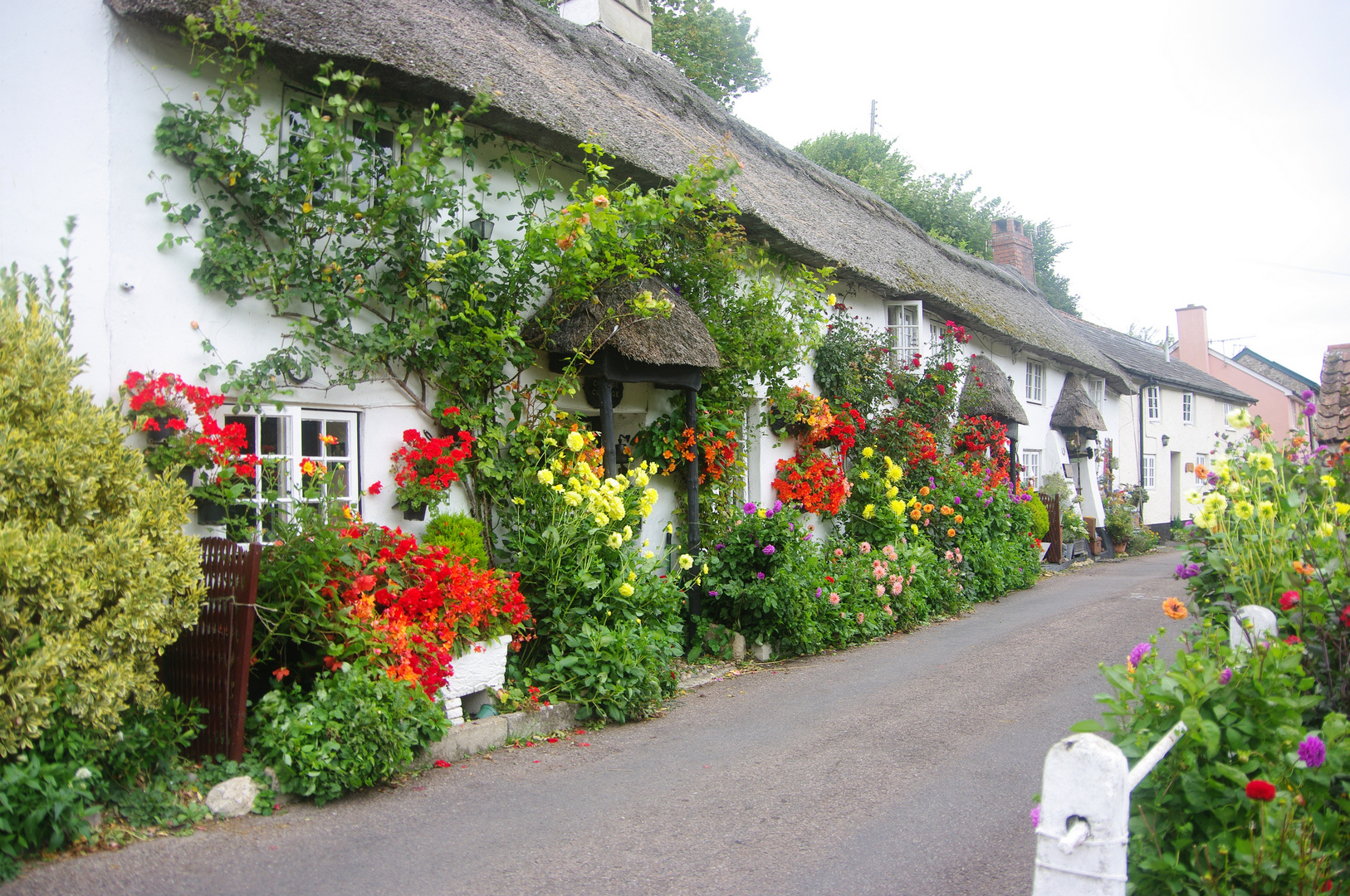 blühende Hausreihe im Weiler Street (Branscombe)  in Devon