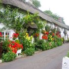 blühende Hausreihe im Weiler Street (Branscombe)  in Devon