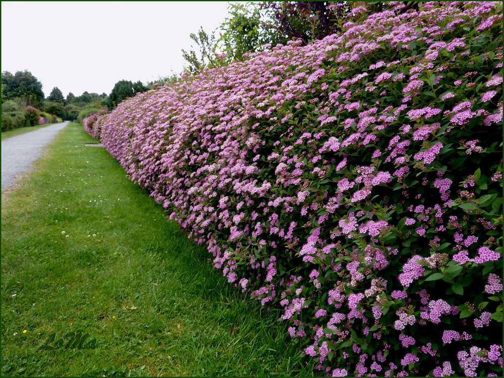 Blühende Hecke