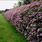 Blühende Hecke