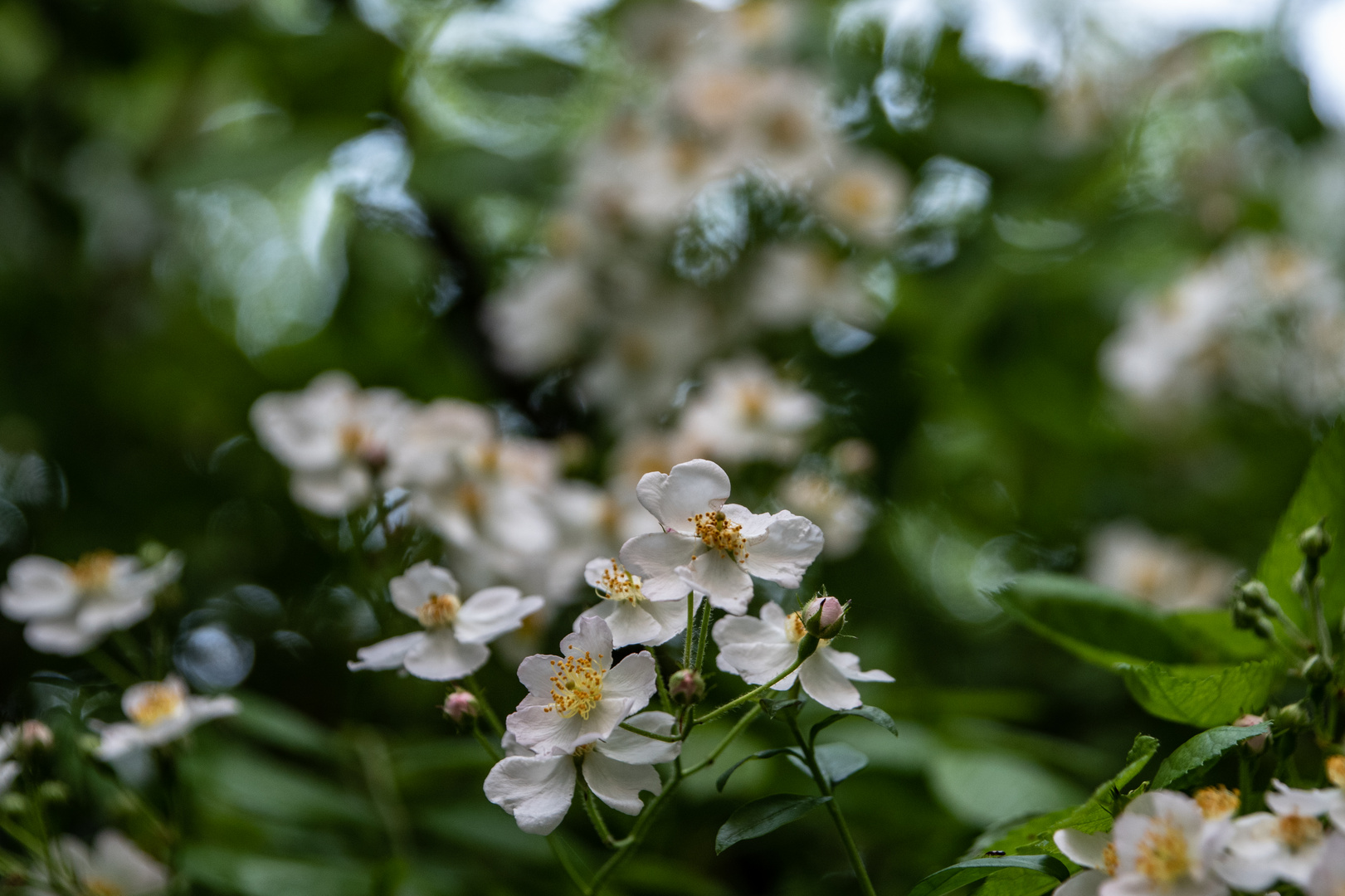 blühende Hecke