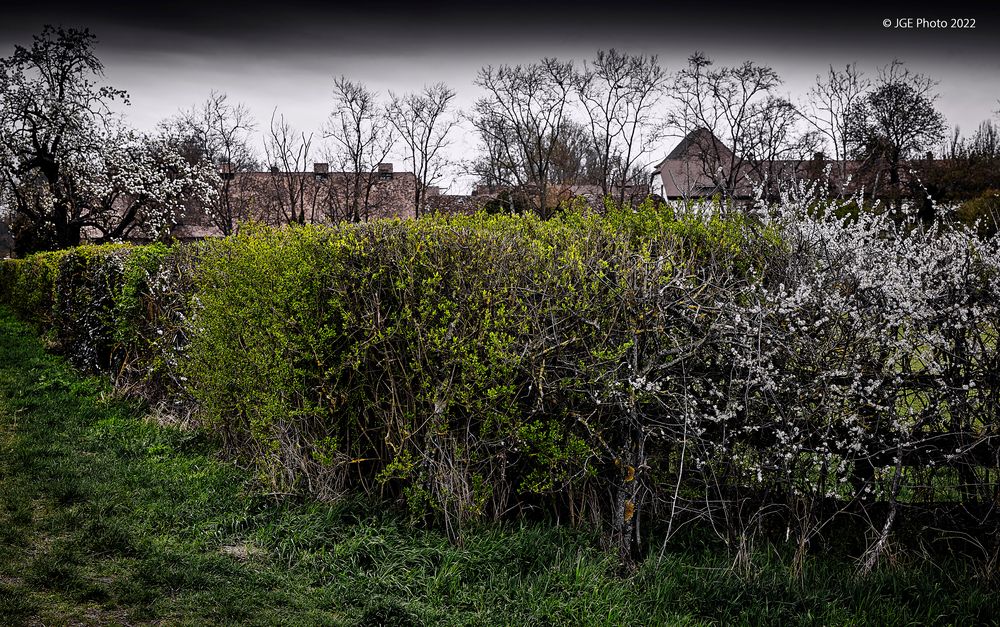 Blühende Hecken im Frühling am Nonnenhof