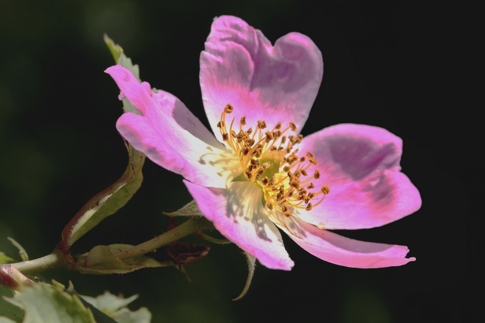 Blühende Heckenrose