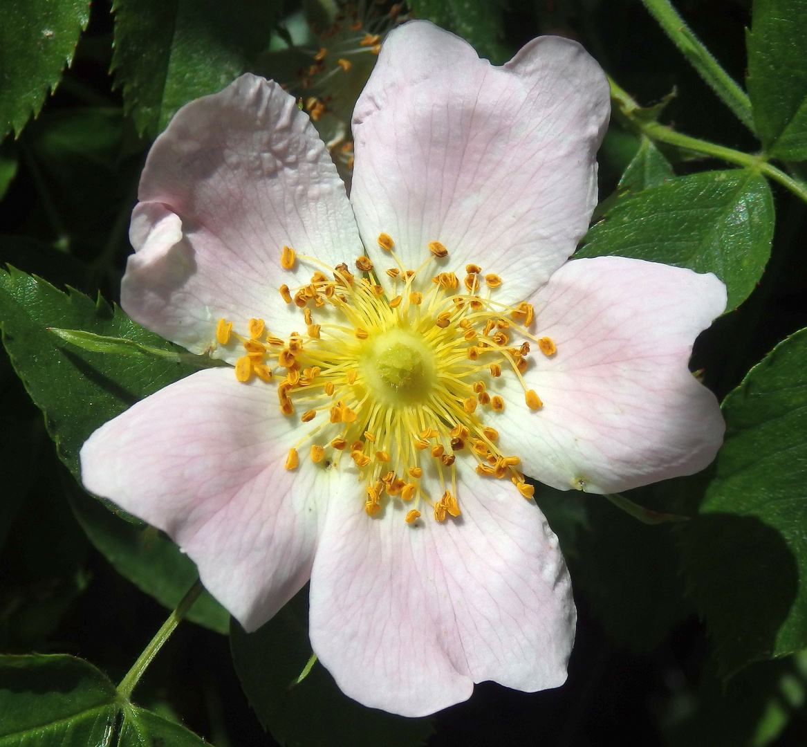 Blühende Heckenrose am Wegesrand