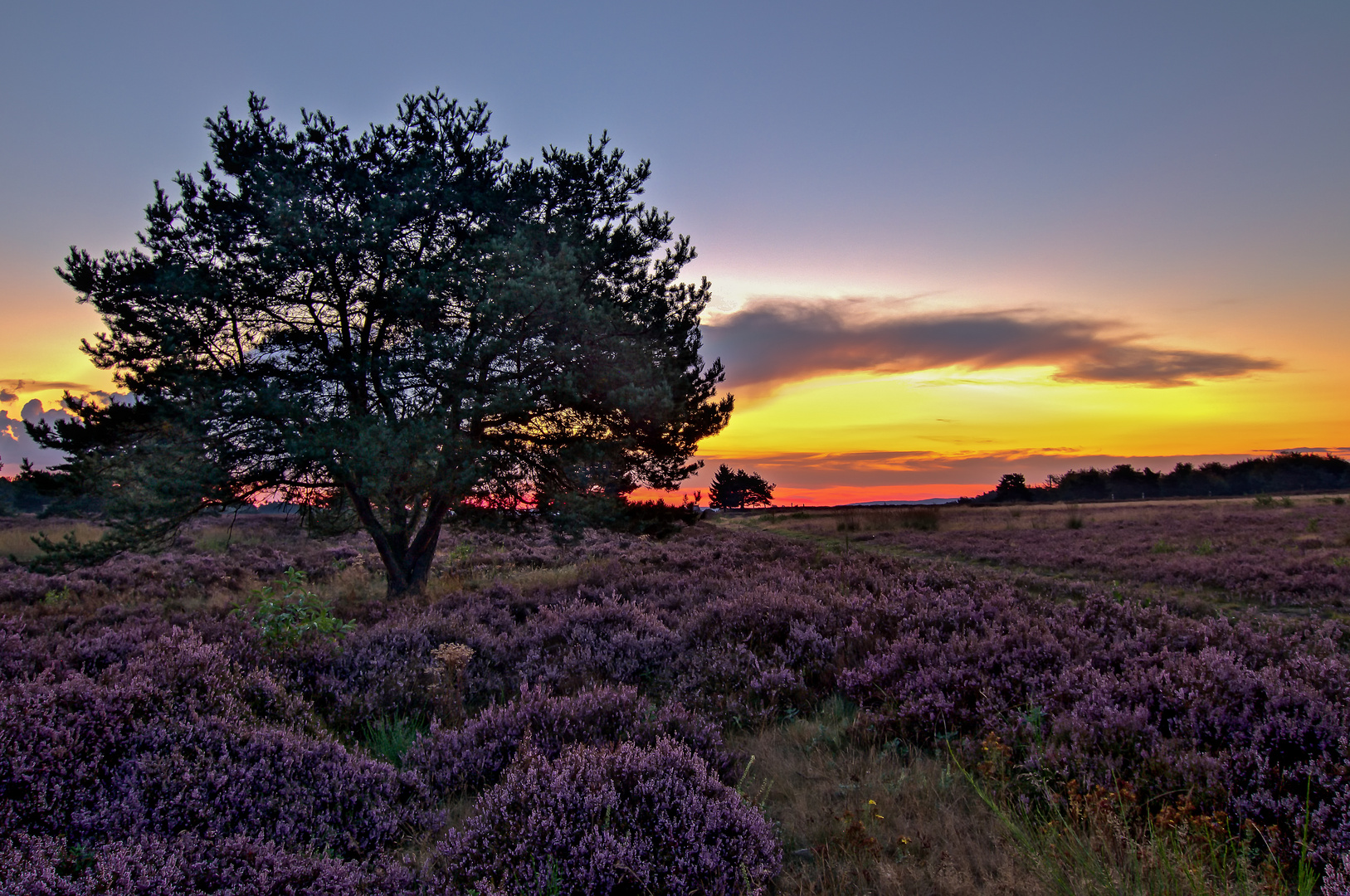 Blühende Heide