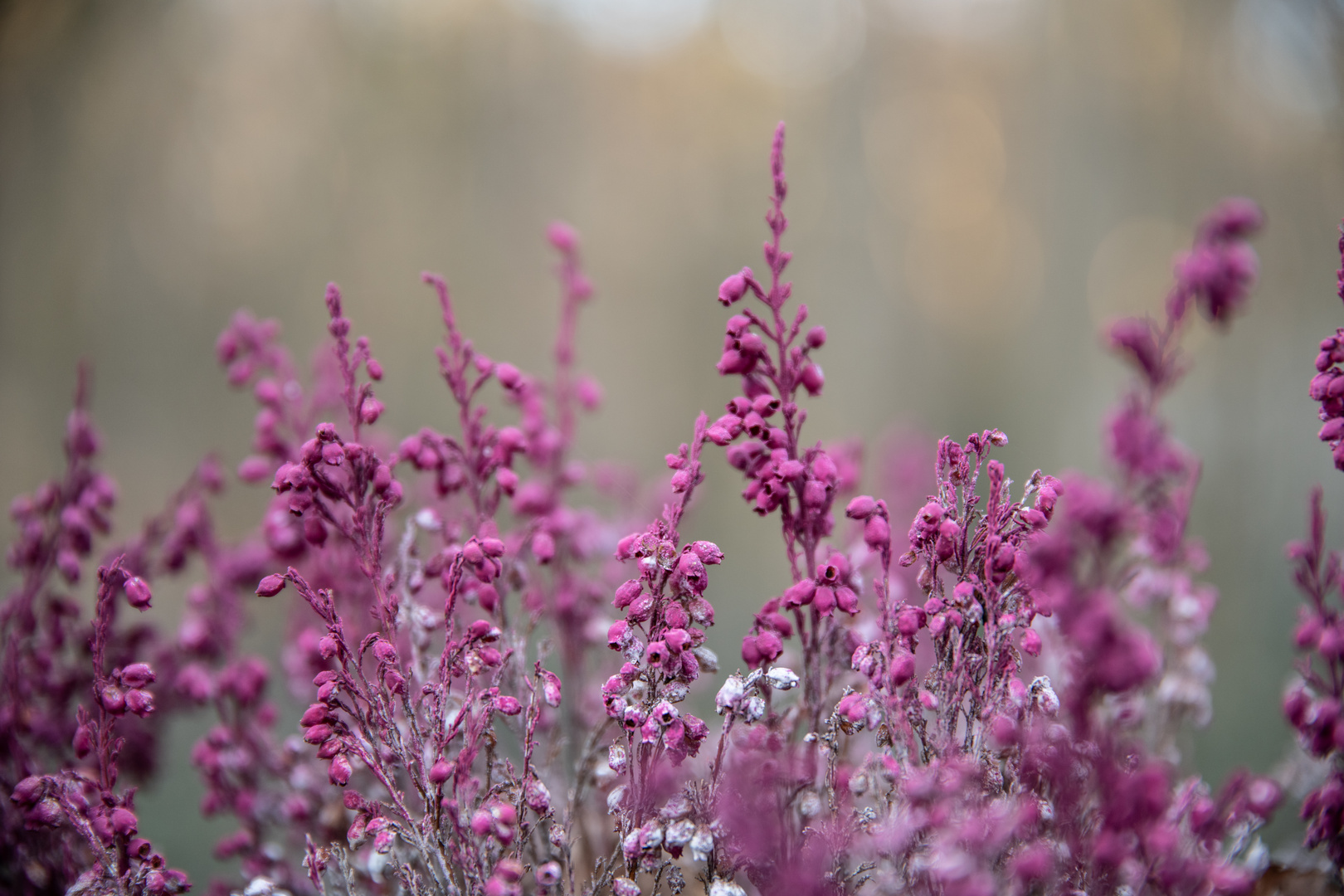 Blühende Heide