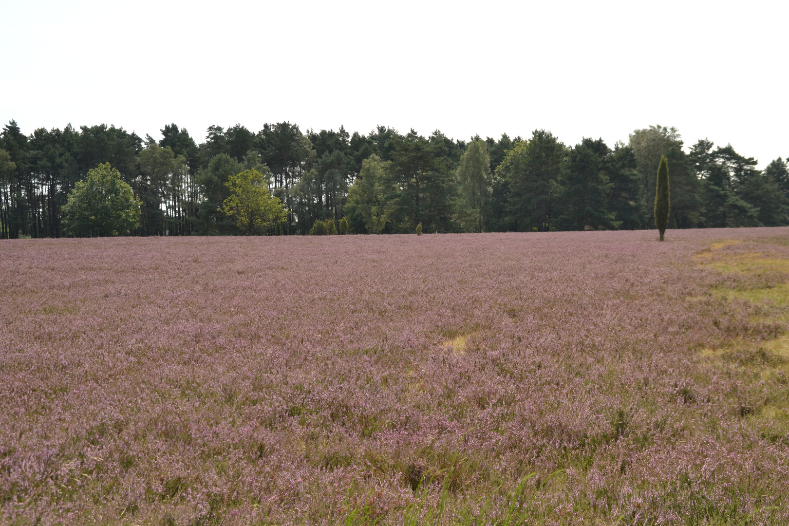 Blühende Heide