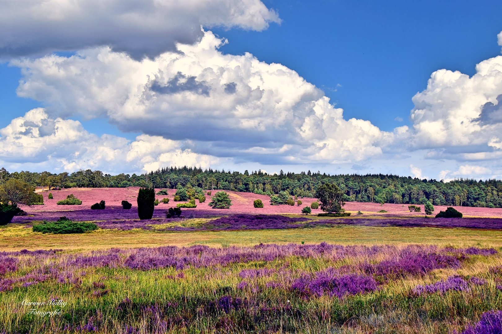 blühende Heide