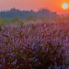 Blühende Heide