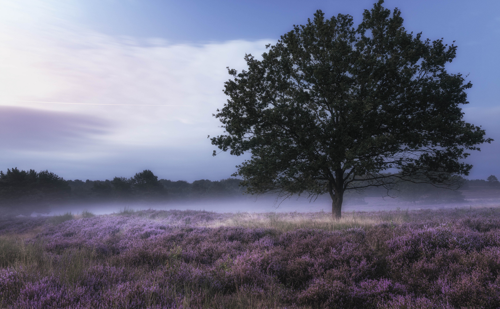 **blühende Heide** 