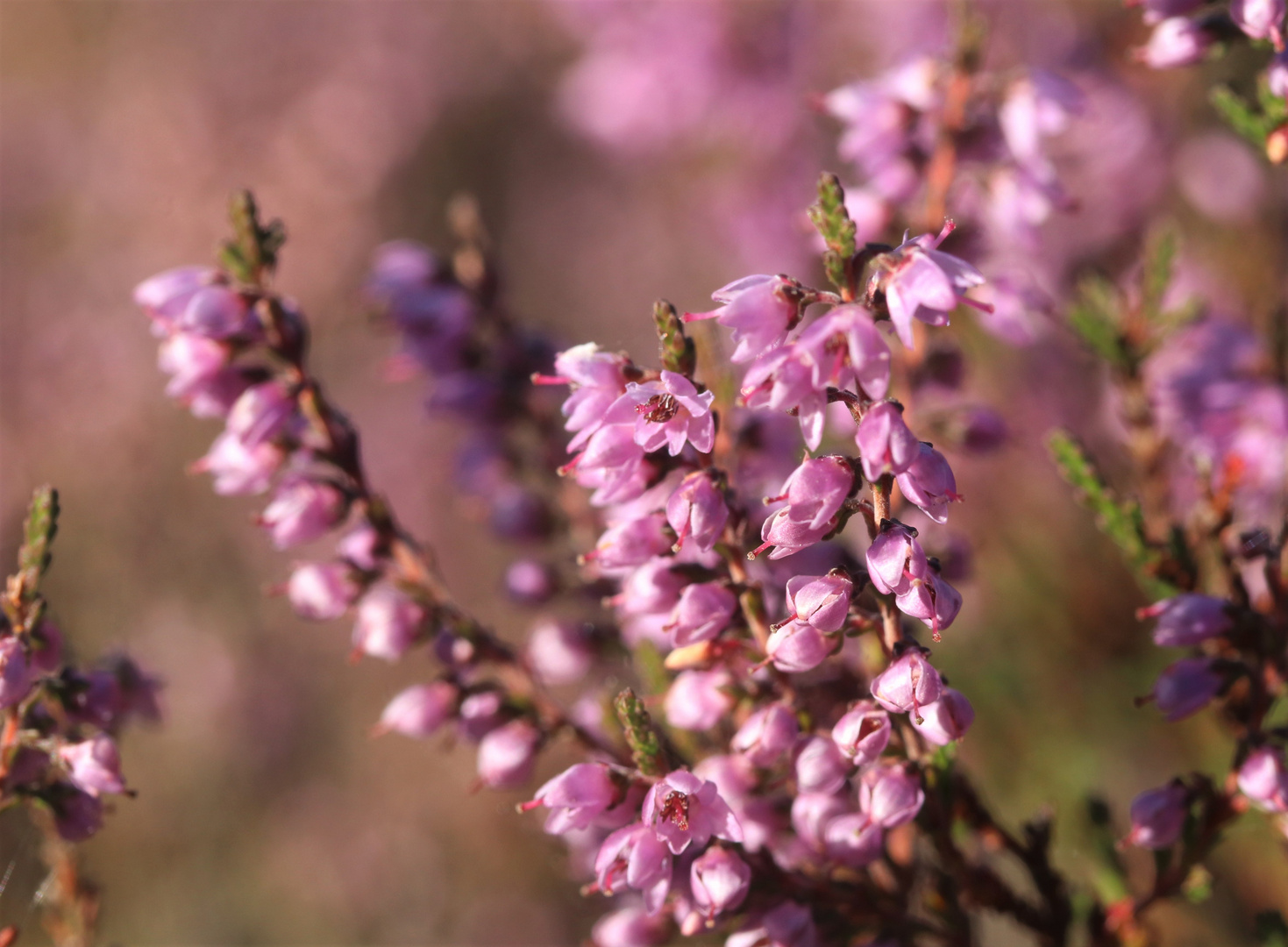 blühende Heide Foto & Bild projekte, mittwochsblümchen, thementage