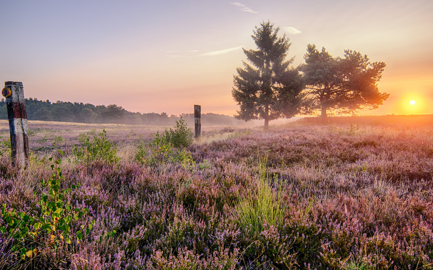 Blühende Heide