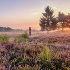 Blühende Heide