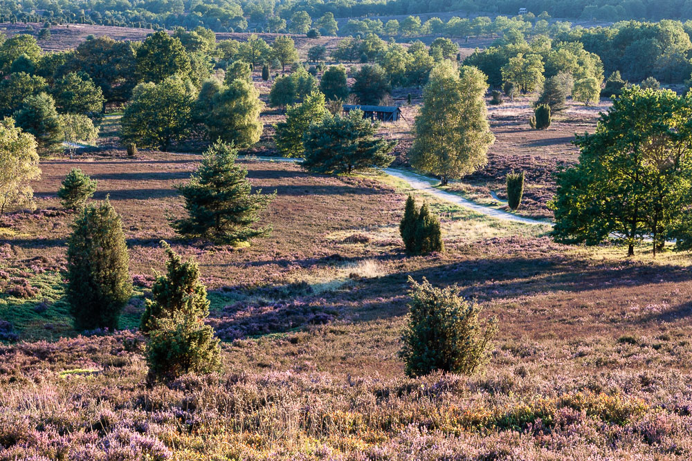 Blühende Heide