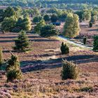 Blühende Heide