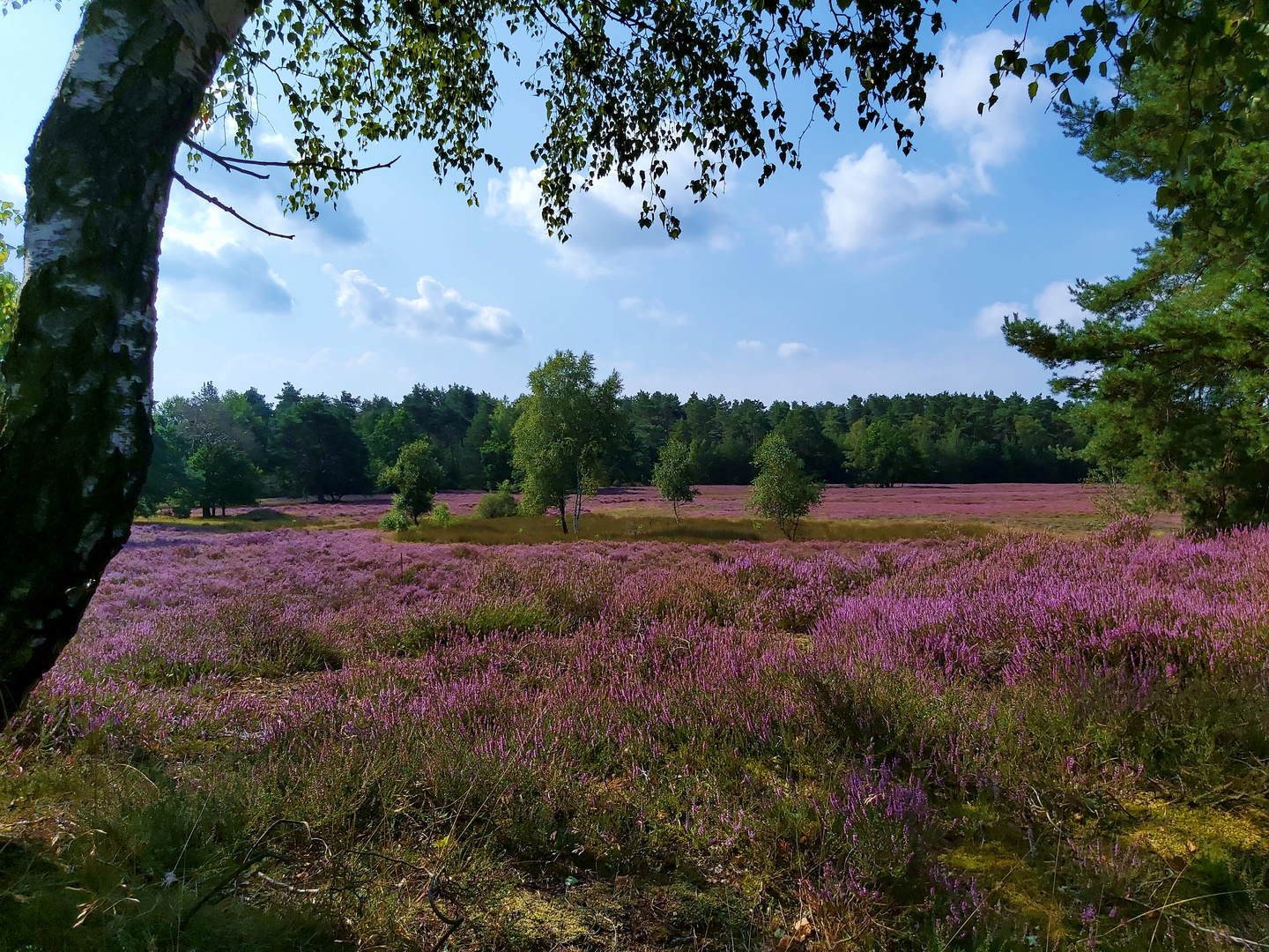 Blühende Heide